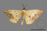 ǦW:Lophobates ochrolaria