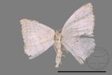 ǦW:Scopula sp.