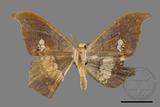 ǦW:Timandromorpha discolor