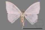 ǦW:Scopula sp.