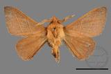 ǦW:Syrastrena sumatrana obliquilinea