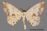 ǦW:Lophobates ochrolaria