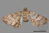 ǦW:Cleora repulsaria