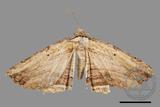 ǦW:Menophra humeraria