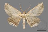 ǦW:Menophra humeraria