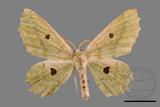 ǦW:Chlorodontopera discospilata