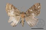 ǦW:Lampropteryx chalybearia