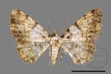 ǦW:Psilalcis albibasis