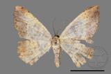 ǦW:Lophobates ochrolaria