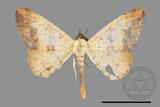 ǦW:Lophobates ochrolaria