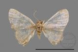 ǦW:Idaea sp.