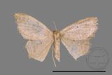 ǦW:Scopula sp.