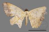 ǦW:Lophobates ochrolaria