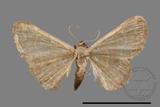 ǦW:Idaea sp.