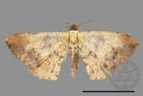 ǦW:Lophobates ochrolaria