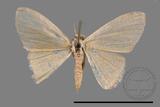 ǦW:Idaea sp.