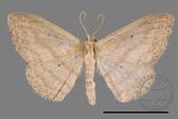 ǦW:Scopula sp.