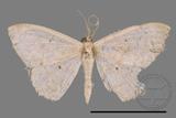 ǦW:Scopula sp.