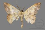 ǦW:Lophobates ochrolaria