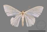 ǦW:Scopula sp.