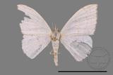 ǦW:Scopula sp.