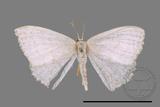 ǦW:Scopula sp.