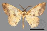 ǦW:Lophobates ochrolaria