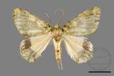 ǦW:Dindica polyphaenaris