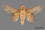 ǦW:Gastropacha pardalis formosana