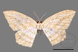 ǦW:Luxiaria obliquata