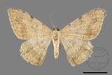 ǦW:Luxiaria costinota