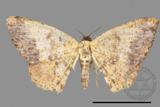 ǦW:Lophobates ochrolaria