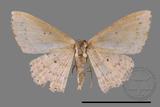 ǦW:Scopula sp.