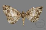 ǦW:Deileptenia rimosaria