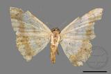 ǦW:Luxiaria mitorrhaphes