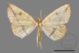 ǦW:Entomopteryx rubridisca