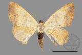 ǦW:Lophobates ochrolaria