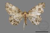 ǦW:Deileptenia rimosaria