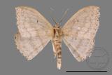 ǦW:Scopula sp.