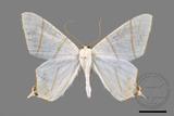 ǦW:Ourapteryx yerburii virescens