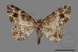 ǦW:Deileptenia rimosaria