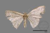 ǦW:Idaea sp.