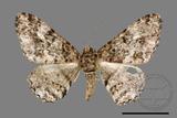 ǦW:Alcis taiwanovariegata