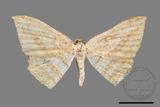 ǦW:Luxiaria obliquata