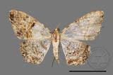 ǦW:Psilalcis albibasis