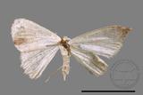 ǦW:Scopula sp.