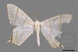 ǦW:Ourapteryx yerburii virescens