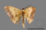 ǦW:Lophobates ochrolaria