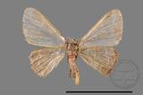 ǦW:Idaea sp.