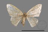 ǦW:Idaea sp.